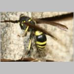 Ancistrocerus nigricornis - Lehmwespe 16b.jpg